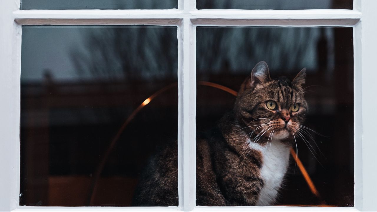Обои кот, окно, ожидание, наблюдать