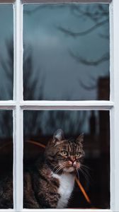Превью обои кот, окно, ожидание, наблюдать