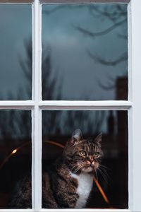 Превью обои кот, окно, ожидание, наблюдать
