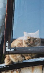 Превью обои кот, окно, пушистый