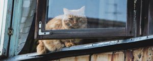 Превью обои кот, окно, пушистый