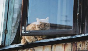 Превью обои кот, окно, пушистый