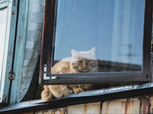 Превью обои кот, окно, пушистый