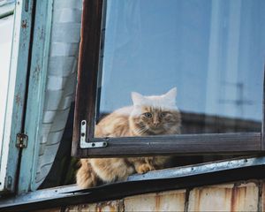 Превью обои кот, окно, пушистый