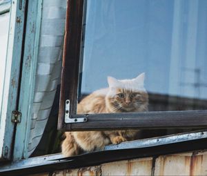 Превью обои кот, окно, пушистый