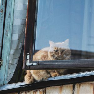 Превью обои кот, окно, пушистый