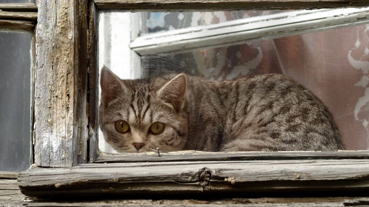 Обои кот, окно, рама, выглядывать