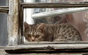 Превью обои кот, окно, рама, выглядывать