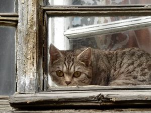 Превью обои кот, окно, рама, выглядывать