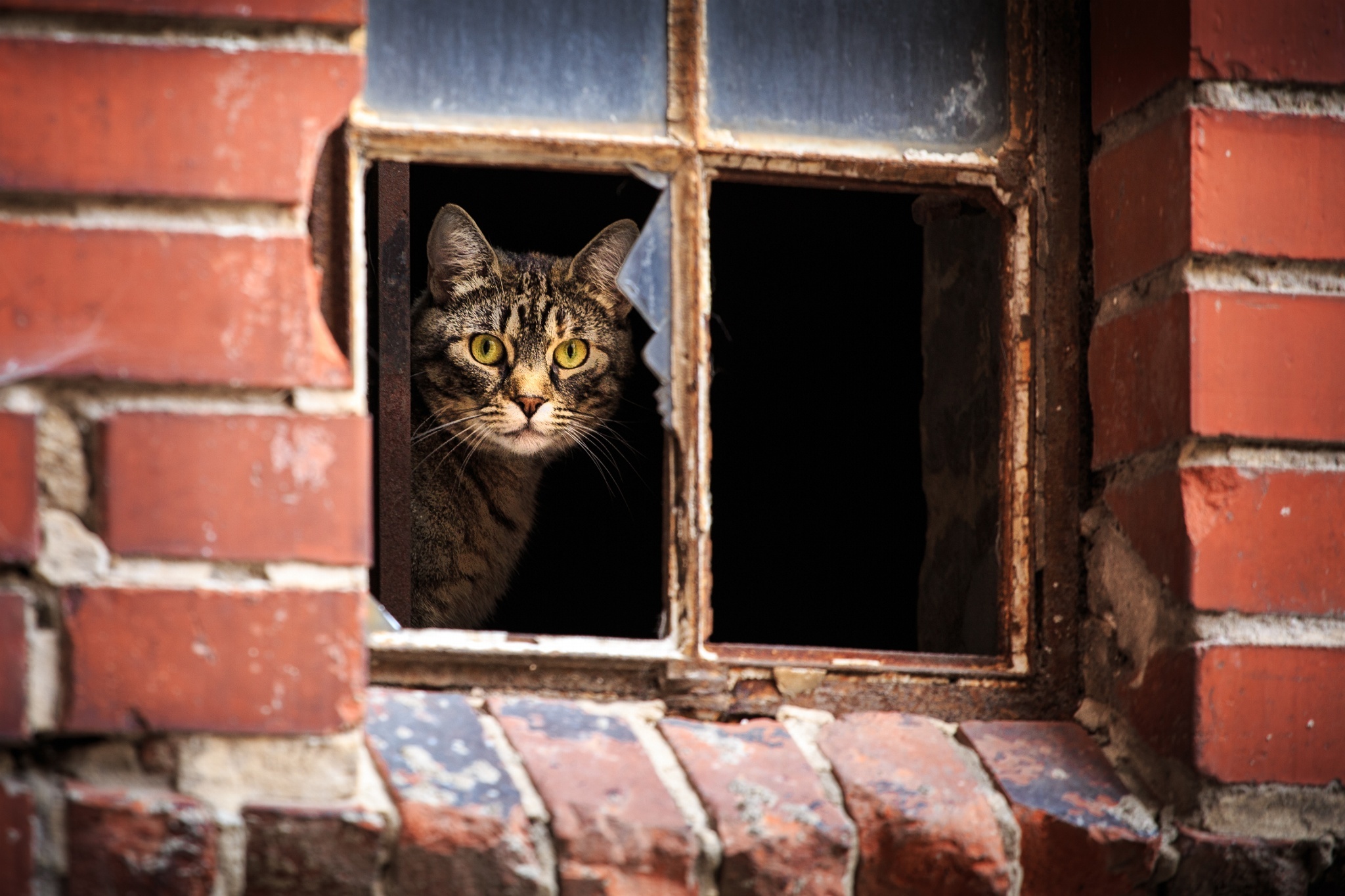 Голодное окно. Кот на окне. Кошки на окошке. Выгляни в окно. Котик у окна.