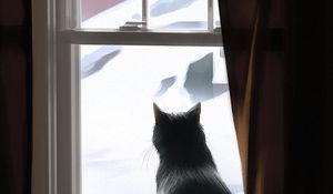 Превью обои кот, окно, зима, уют