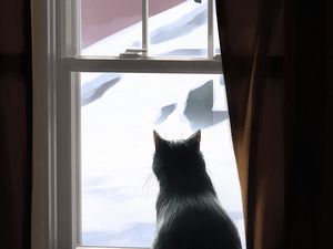 Превью обои кот, окно, зима, уют