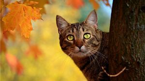 Превью обои кот, осень, дерево, прятаться