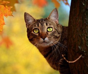 Превью обои кот, осень, дерево, прятаться
