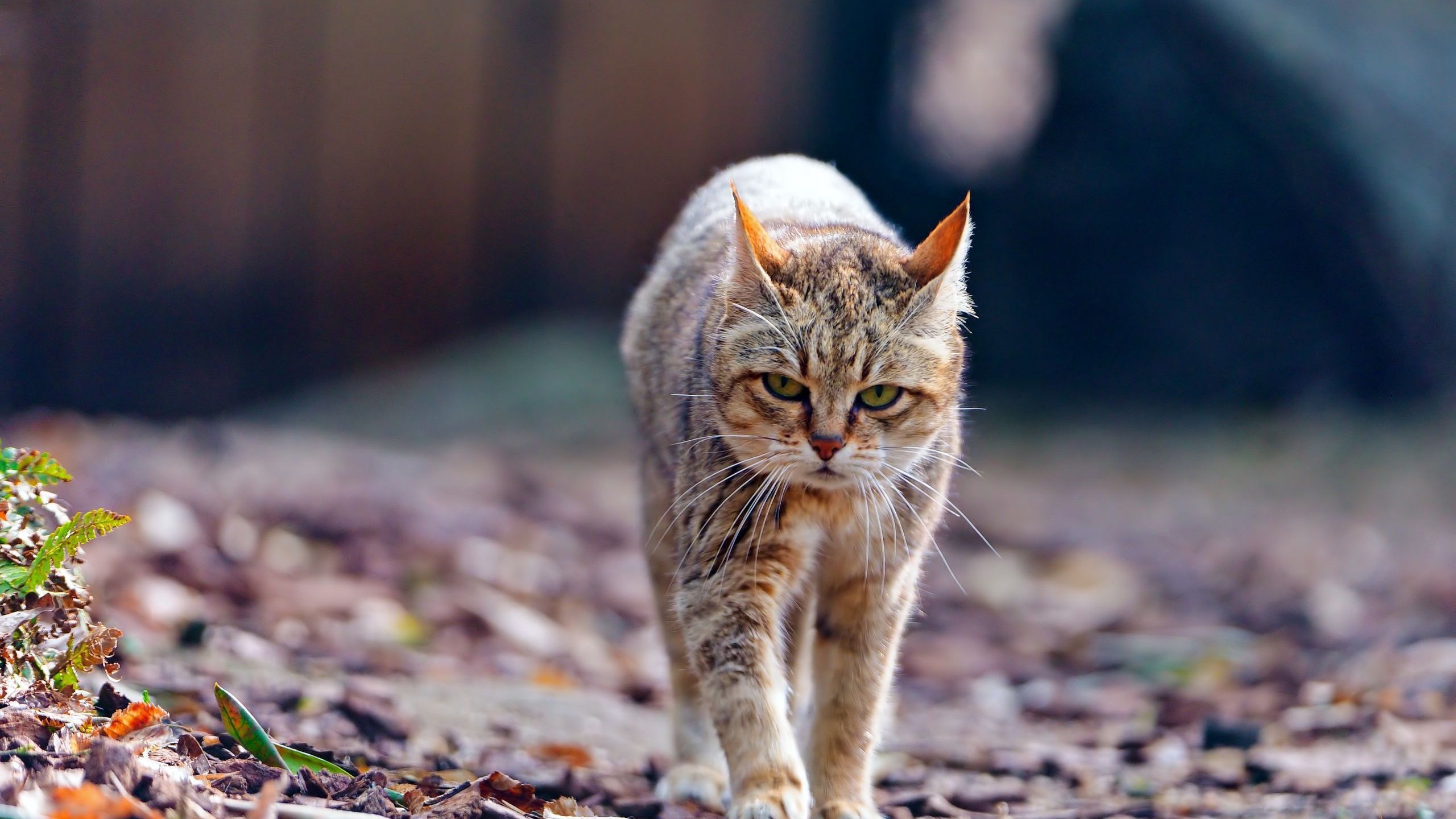 Уставший кот на лежаке