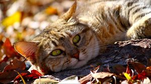 Превью обои кот, осень, листва, лежать