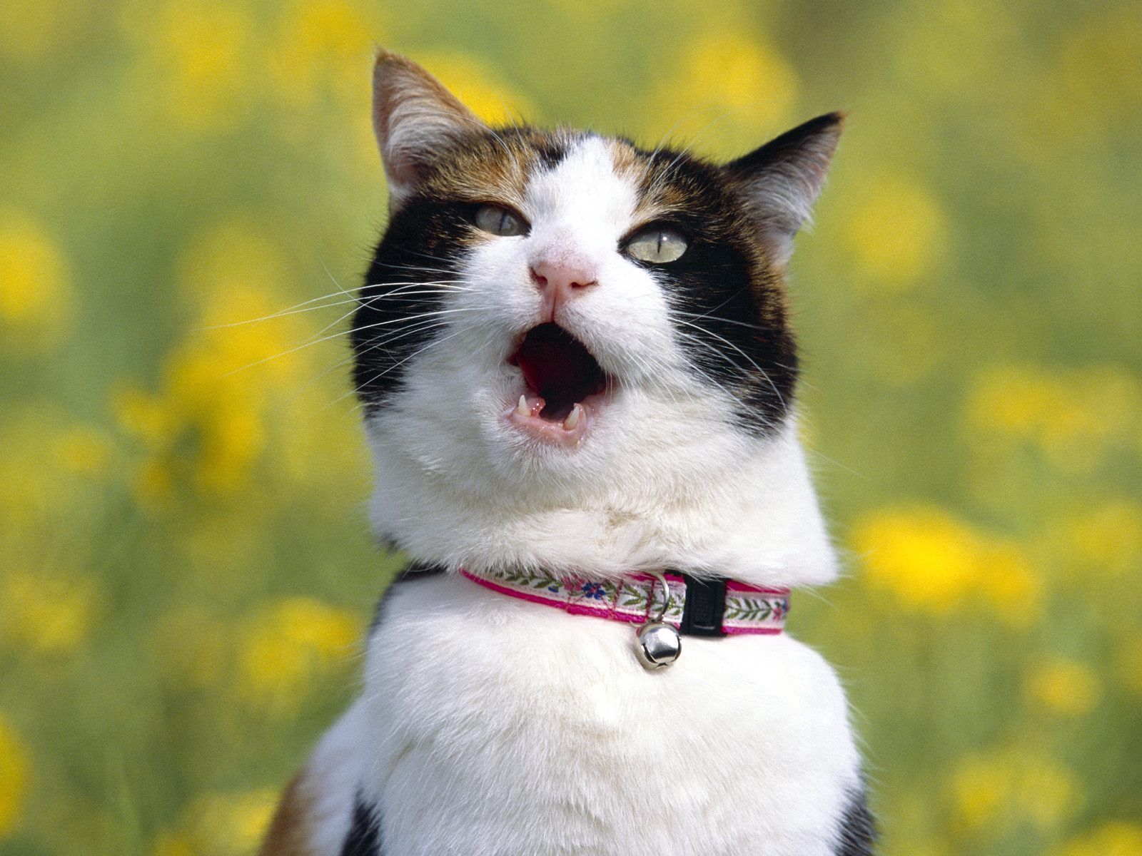 Пение животных. Смешной кот. Веселые кошки. Смешной кот фото. Смешной кошак.