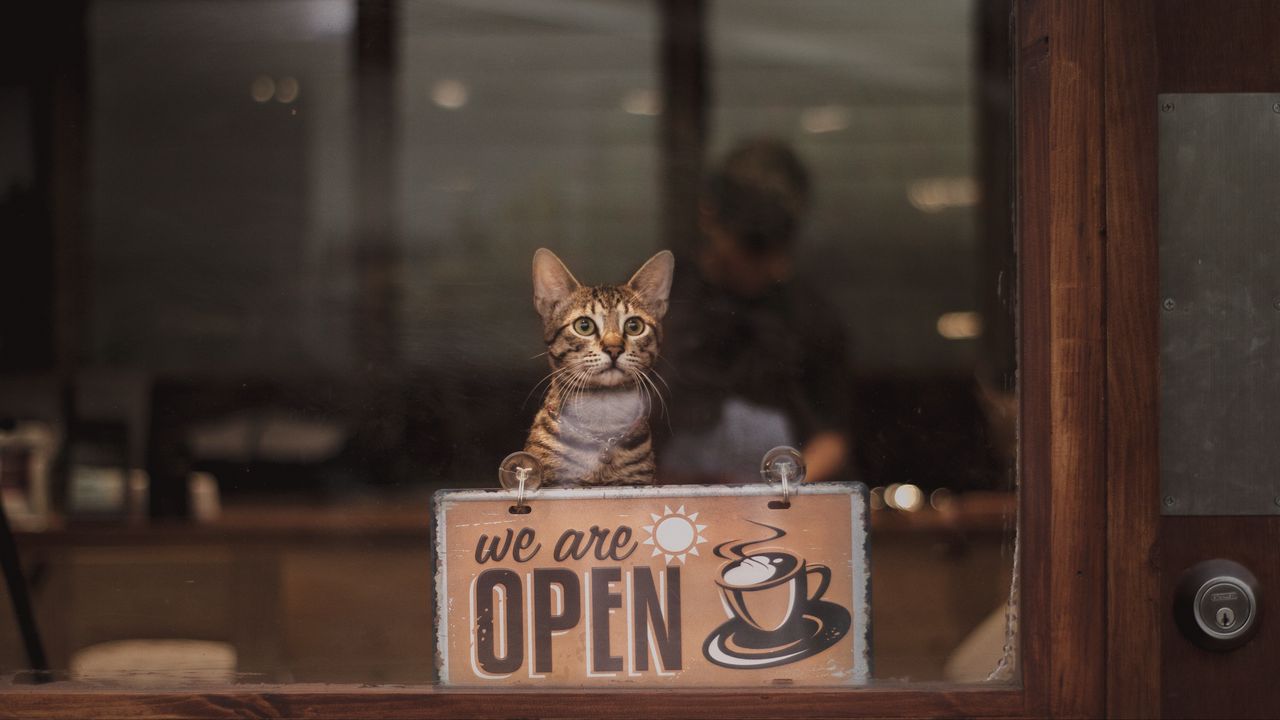Обои кот, открыто, open, надпись, кофе