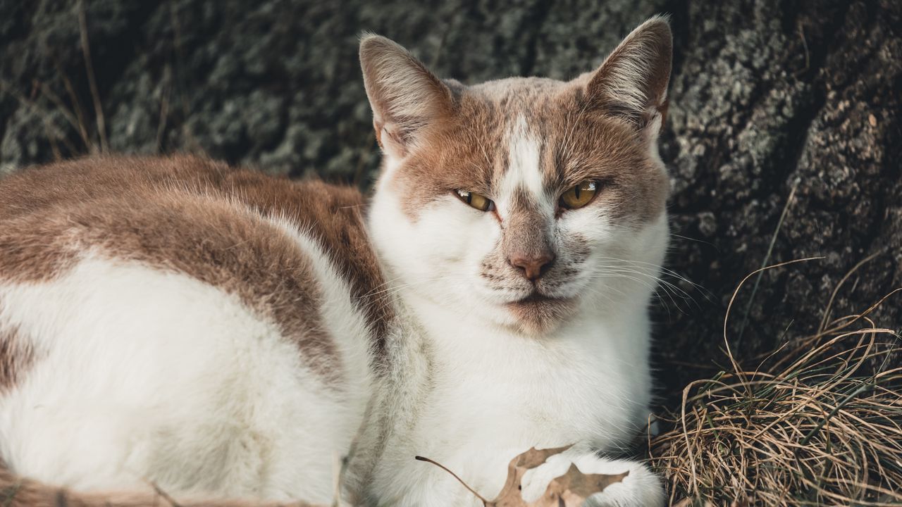 Обои кот, пятнистый, лежит