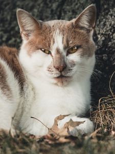 Превью обои кот, пятнистый, лежит