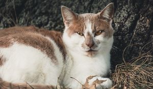 Превью обои кот, пятнистый, лежит