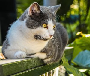 Превью обои кот, пятнистый, морда, взгляд, толстый