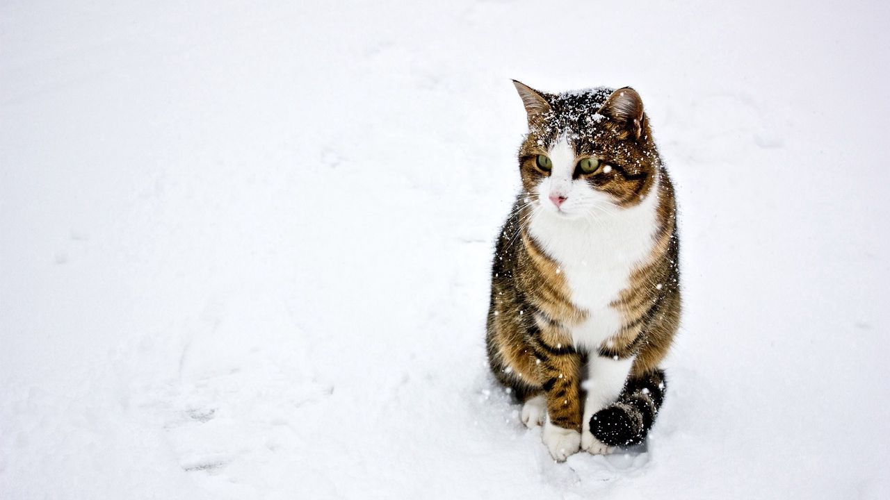 Обои кот, пятнистый, полосатый, снег, зима, прогулка
