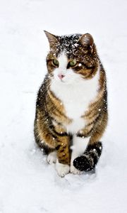 Превью обои кот, пятнистый, полосатый, снег, зима, прогулка