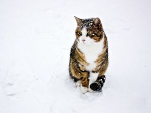 Превью обои кот, пятнистый, полосатый, снег, зима, прогулка