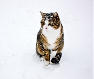 Превью обои кот, пятнистый, полосатый, снег, зима, прогулка