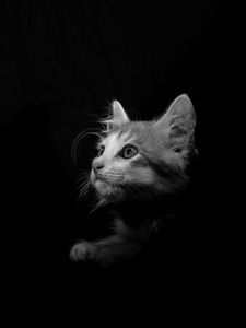 Превью обои кот, питомец, чб, взгляд