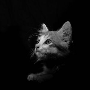 Превью обои кот, питомец, чб, взгляд