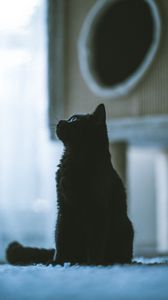 Превью обои кот, питомец, черный, профиль