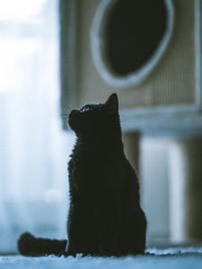 Превью обои кот, питомец, черный, профиль