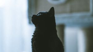 Превью обои кот, питомец, черный, профиль