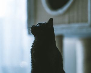 Превью обои кот, питомец, черный, профиль