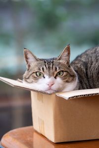 Превью обои кот, питомец, коробка, прикольный