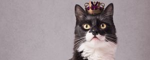 Превью обои кот, питомец, корона, король, забавный