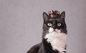 Превью обои кот, питомец, корона, король, забавный