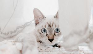 Превью обои кот, питомец, морда, взгляд