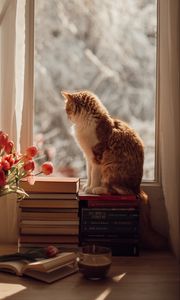 Превью обои кот, питомец, окно, тюльпаны, цветы