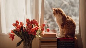 Превью обои кот, питомец, окно, тюльпаны, цветы