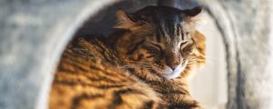 Превью обои кот, питомец, пушистый, сон