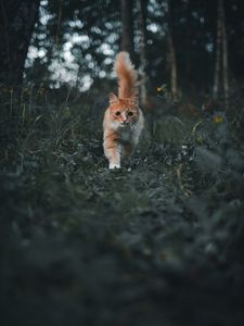 Превью обои кот, питомец, пушистый, милый, трава