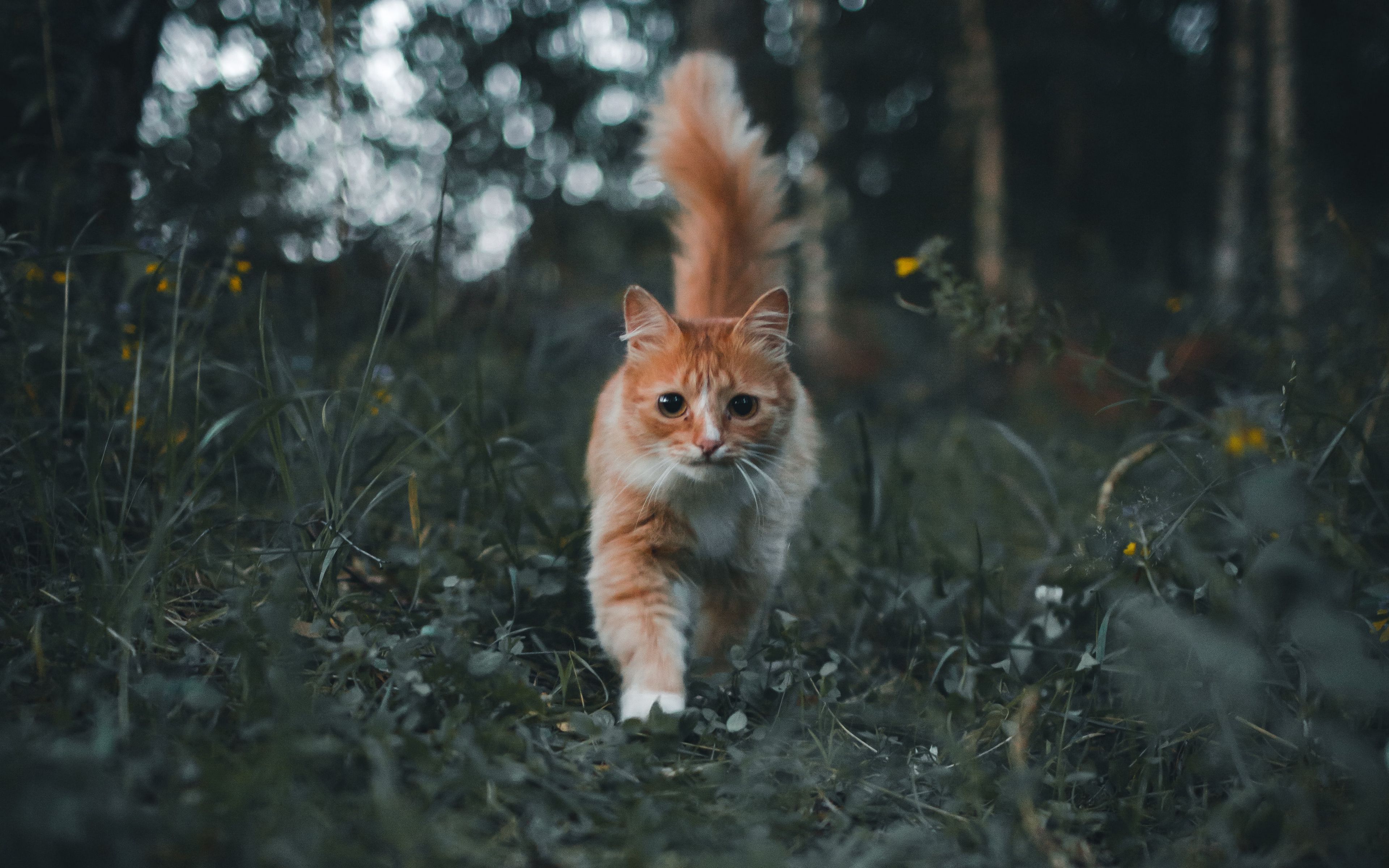  3840x2400 