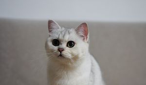 Превью обои кот, питомец, пушистый, белый