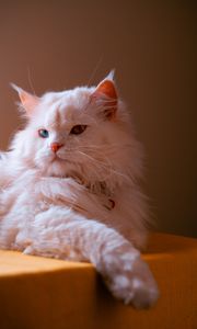 Превью обои кот, питомец, пушистый, милый, гетерохромия