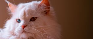 Превью обои кот, питомец, пушистый, милый, гетерохромия