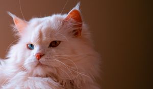 Превью обои кот, питомец, пушистый, милый, гетерохромия