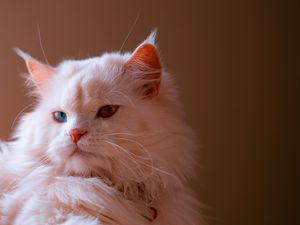 Превью обои кот, питомец, пушистый, милый, гетерохромия
